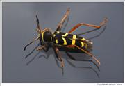 Wasp-Beetle